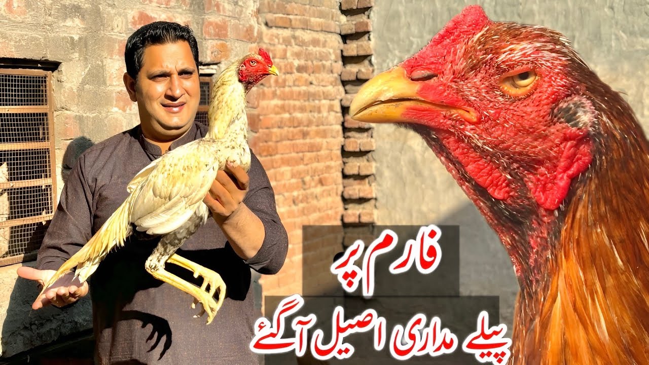 Peely madari waly aseel agyeپیلے مداری والے اصیل آگئے