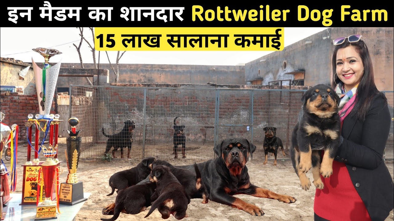 मैडम जी संभाल रही हैं इतना बड़ा Rottweiler Kennel | India's Best Rottweiler Kennel