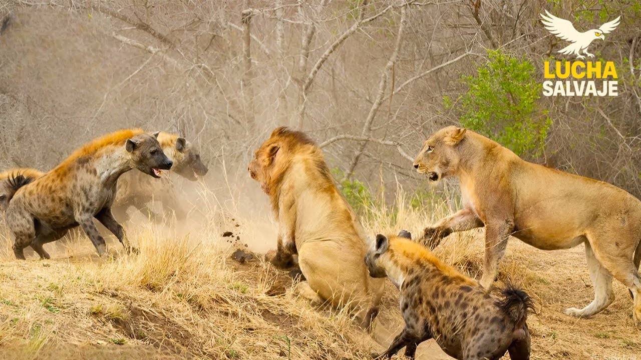 SAVANA SALVAJE: ENFRENTAMIENTO BRUTAL entre LEONES y HIENAS #animalessalvajes