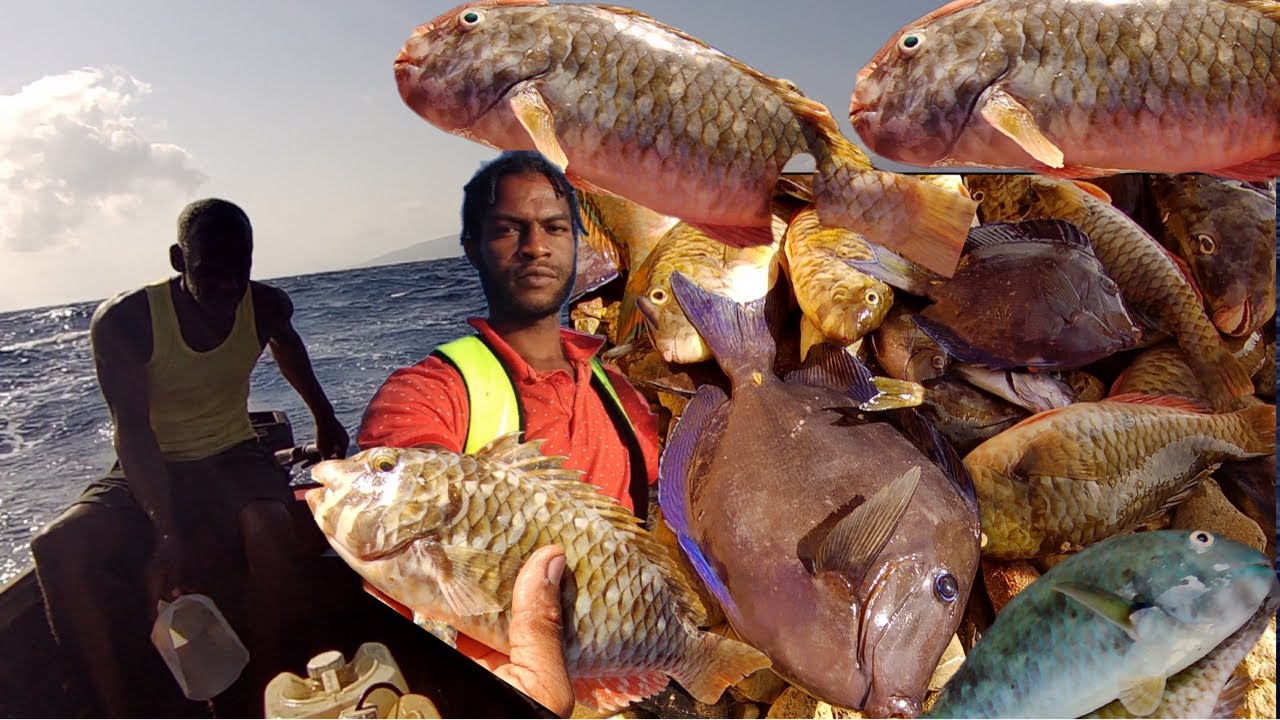 Biggest Catch parrot fish & doctor Fishpot fishing