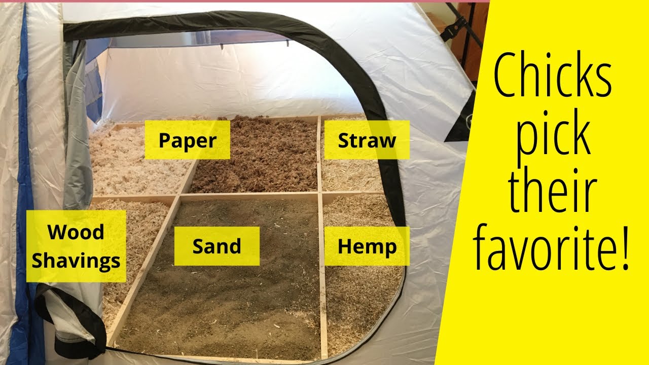 5 chick brooder beddings tested - Here's the best!