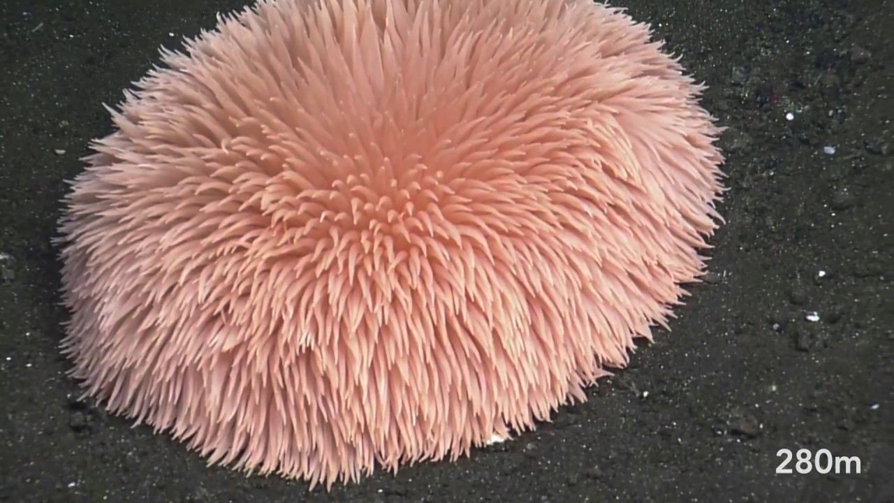 SGaan Kinghlas-Bowie Seamount, Part 1 | Nautilus Live
