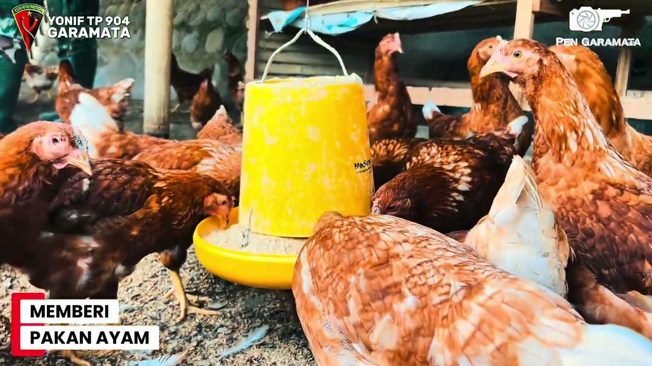 Kegiatan Kompi Ternak YonifTP 904 Garamata