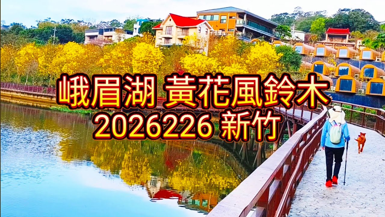 20260226 新竹峨眉湖黃花風鈴木初綻放
