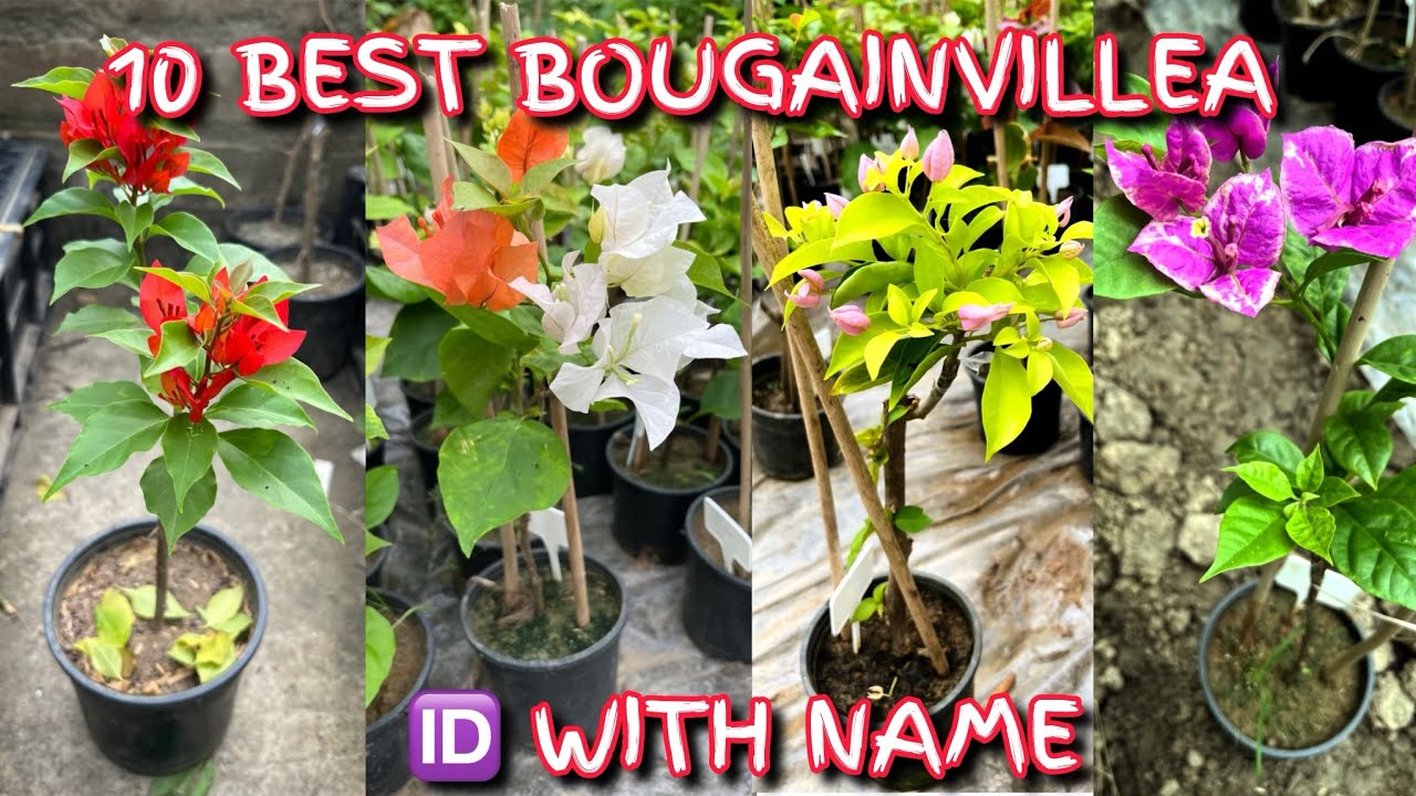 📌 100+ Rare Bougainvillea Verity 🪴 Wholesale & Retail Bougainvillea plant Nursery Kolkata