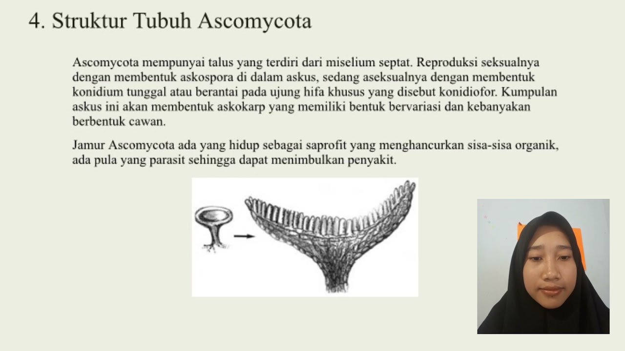 Tumbuhan Tingkat Rendah 