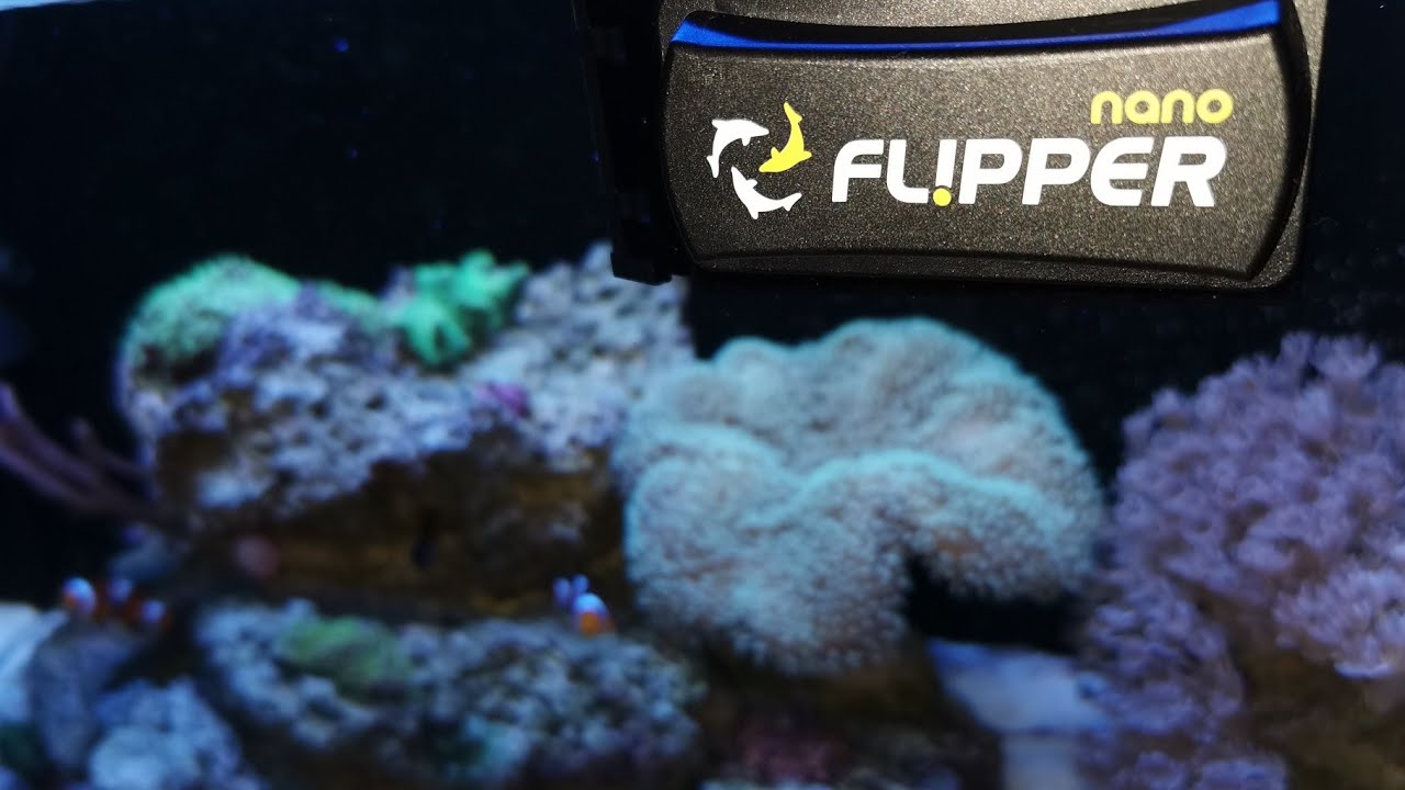Nano Reef Vlog | Flipper nano - czyścik do akwarium | (41)