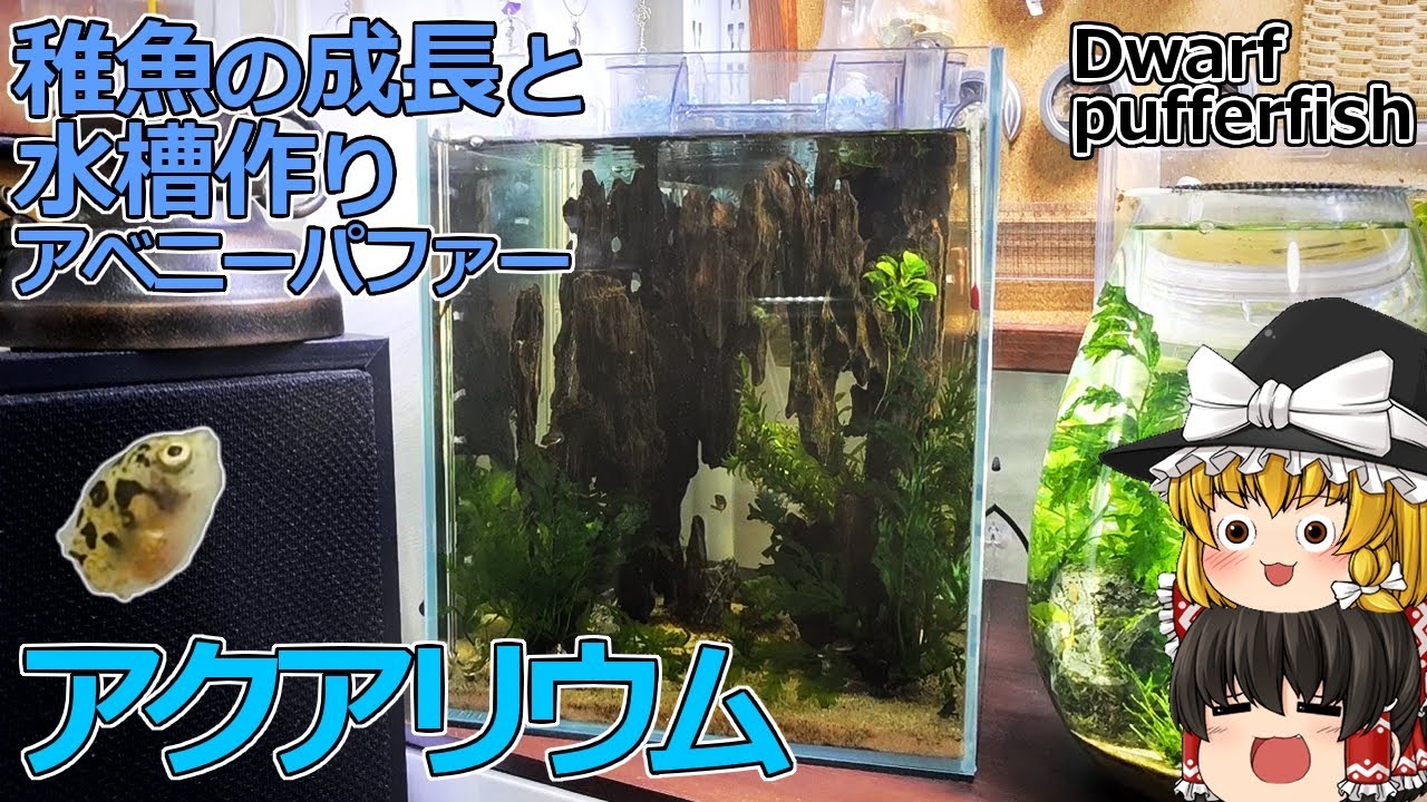 アクアリウム　アベニーパファーの稚魚の成長と新しく水槽作り/ 報告 アクアリウム / 水槽【ゆっくり実況】水槽飼育Vlog風解説  アベニーパファー　Dwarf Pufferfish　豆好き飼い主