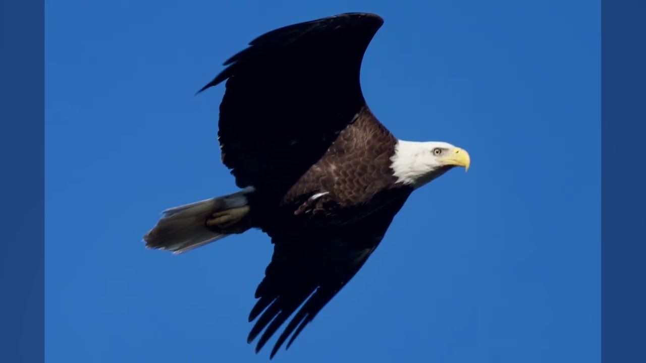 Watching Bald Eagles with Dr. Stacey.