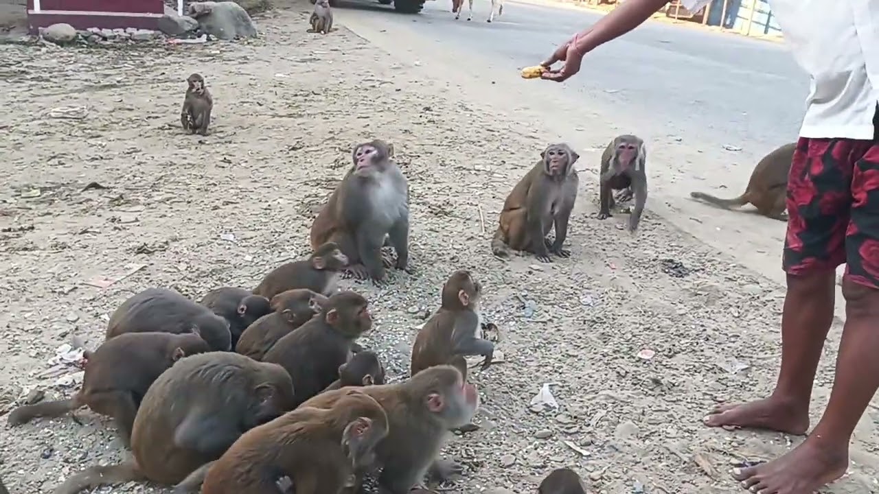 হরে কৃষ্ণ রাম ভক্ত বান্দর আপনারা দয়া করে লাইক শেয়ার কমেন্ট করুন