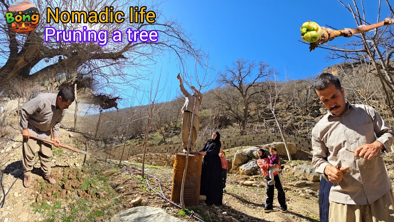 🌿 The secret to making nomadic gardens fruitful | Pruning trees and harvesting multiple fruits 🍎🌳