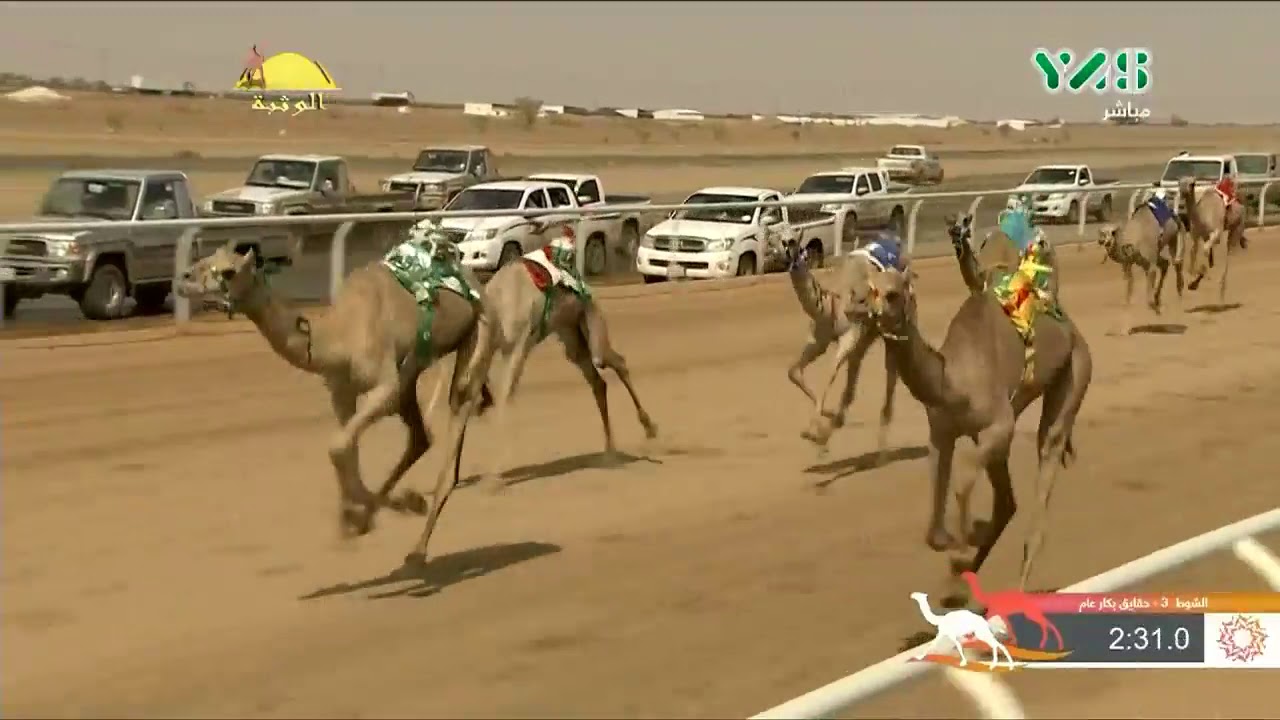 الشوط 3 (بلشة) لـ سليمان بن رويشد الجهني , مهرجان ولي العهد السبت 2019/08/17 الطائف حقايق مساء