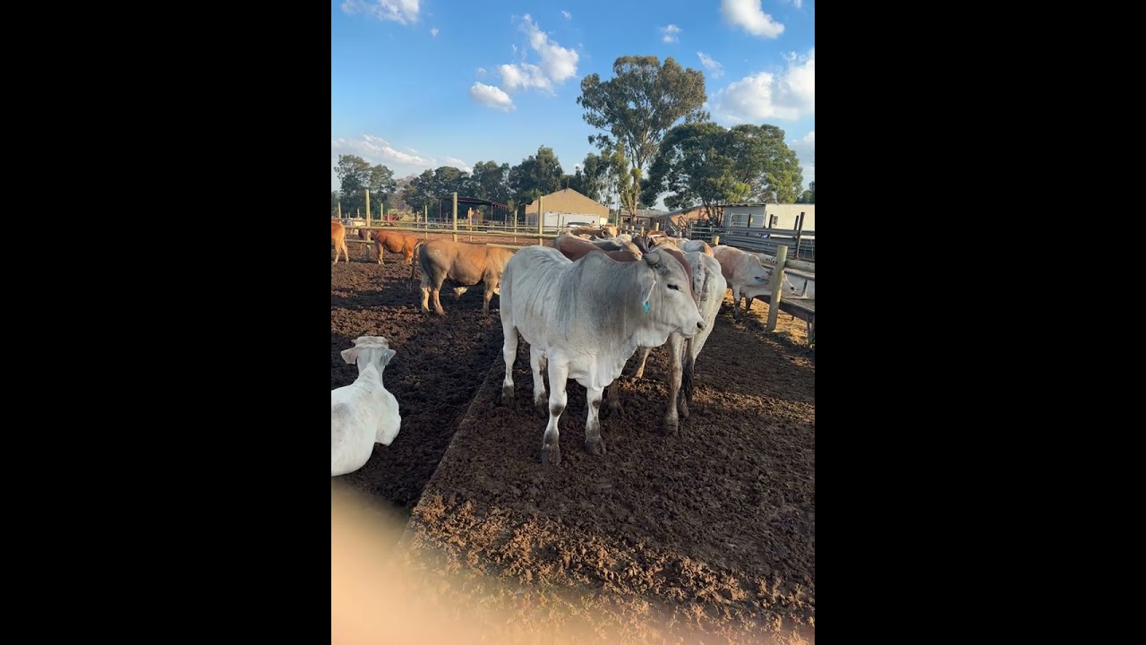 Backgrounding and meds  # feedlot # cattle # bonsmara# bulls #angus#brahman# farm # cow