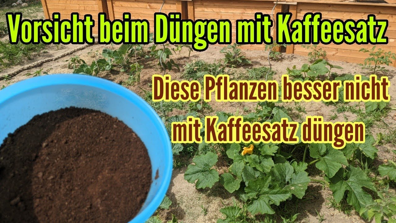 Diese Pflanzen sollten nicht mit Kaffeesatz gedüngt werden! Darauf beim Düngen mit Kaffeesatz achten