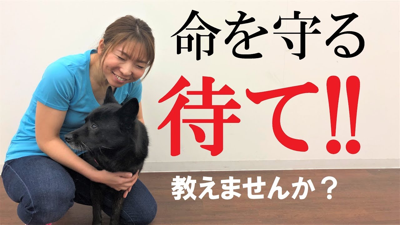 犬の待ての教え方、見せます！【犬のしつけ＠横浜】by遠藤エマトレーナー