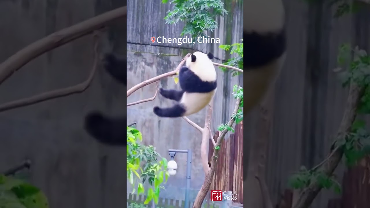 🌿🐼 A Day with Adorable Pandas in Chengdu! #panda  #chinatravel #chinatrip #chengdu #pandaparadise
