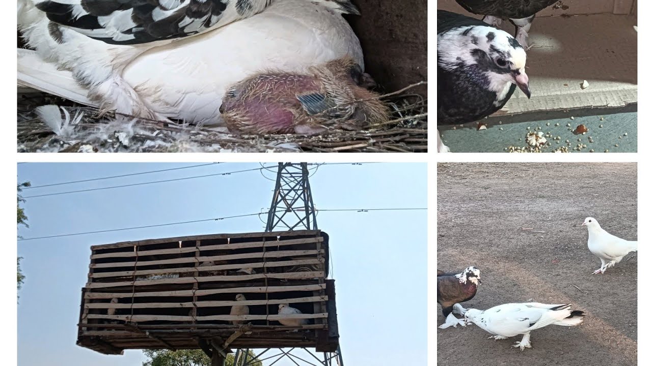 My Pigeon 🆕 videos dekho or maja hi maje karo like and subscribe kar digiye please 🙏