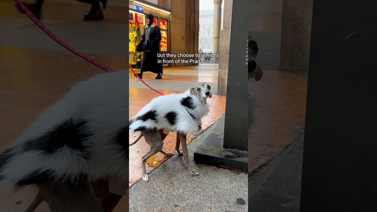 When Your Dog Has To Pee, But It&rsquo;s In Front Of The Prada Store in Milano