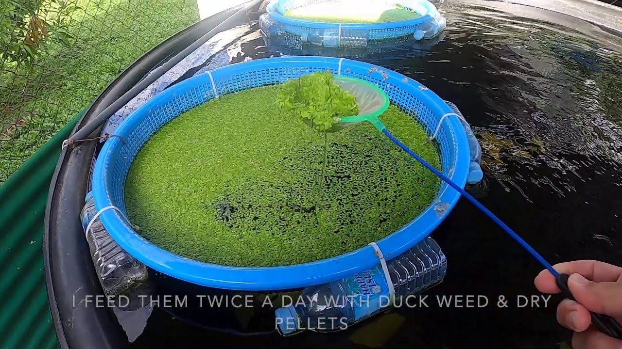 My backyard tilapia pond