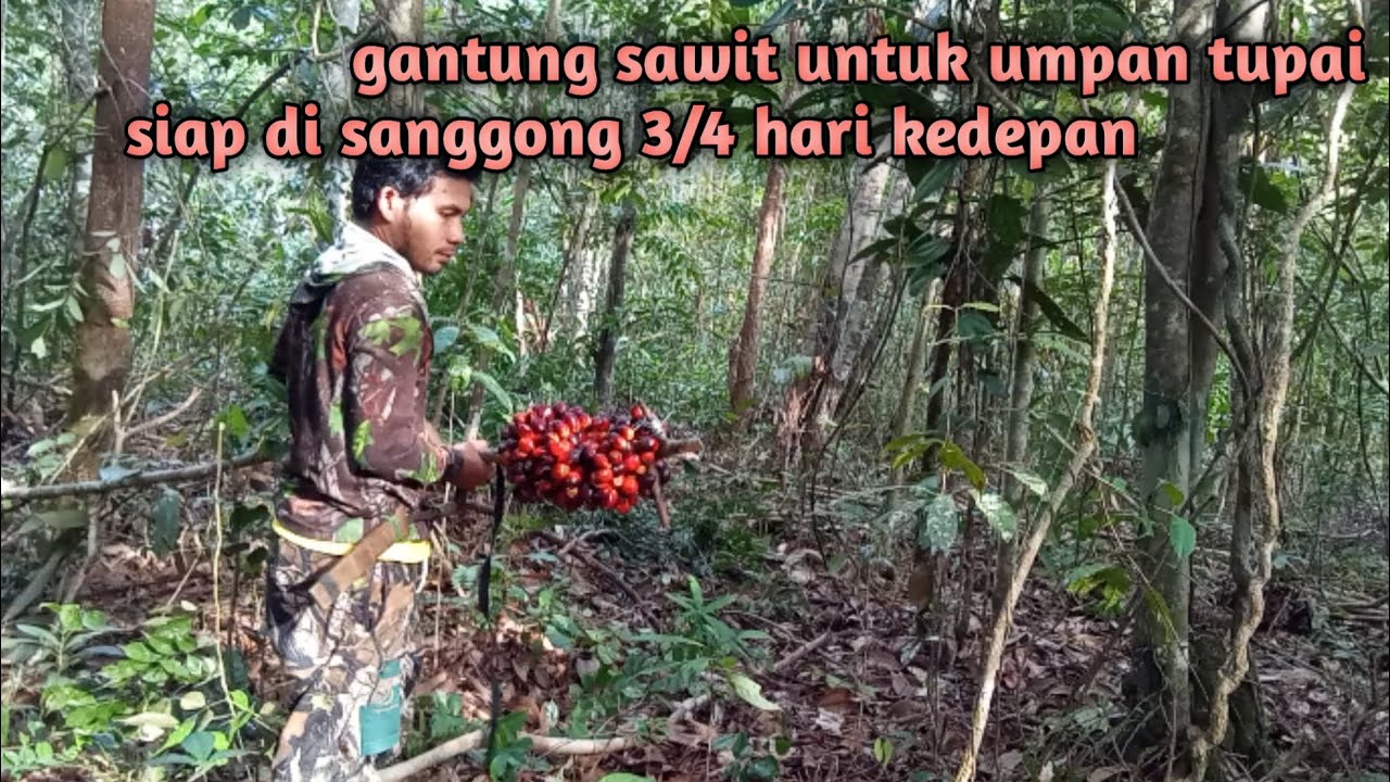Gantung sawit untuk umpan tupai,siap di sanggong 3/4 hari kedepan