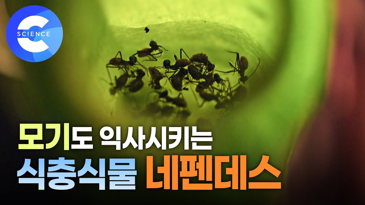 경이로운 식물 진화의 끝판왕! 박쥐와 두더지까지 유혹하는 네펜데스의 생존 전략은?