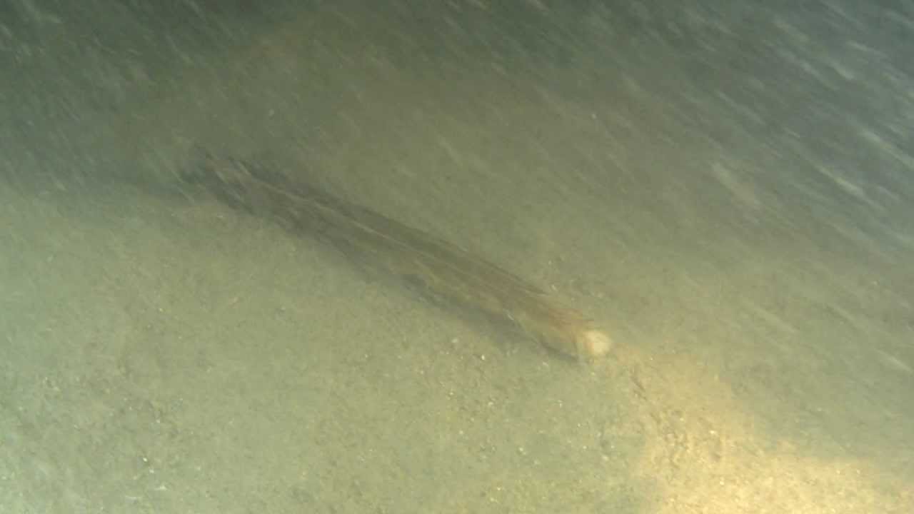 Scheermes, Ensis schelp aangevallen door slangsterren.
