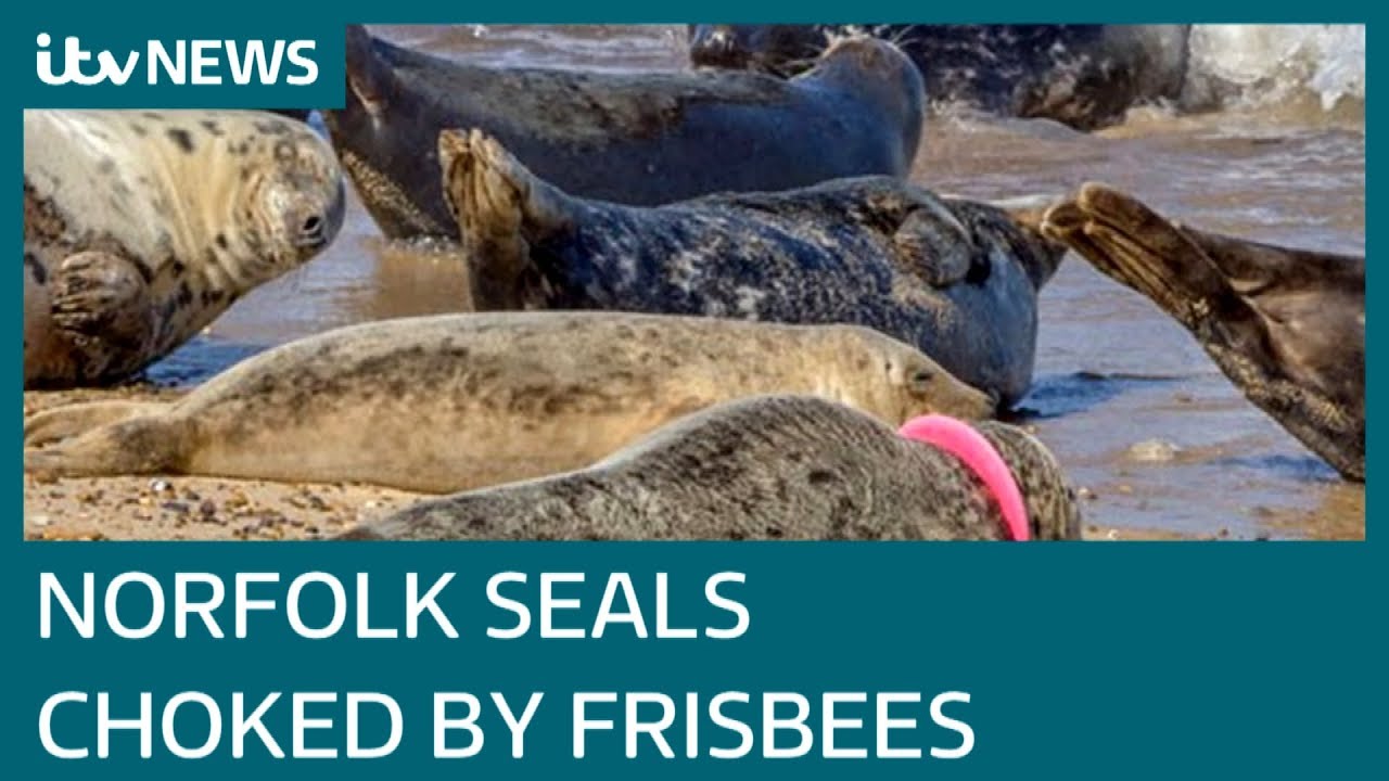 Volunteers rescue second seal with frisbee stuck round neck | ITV News
