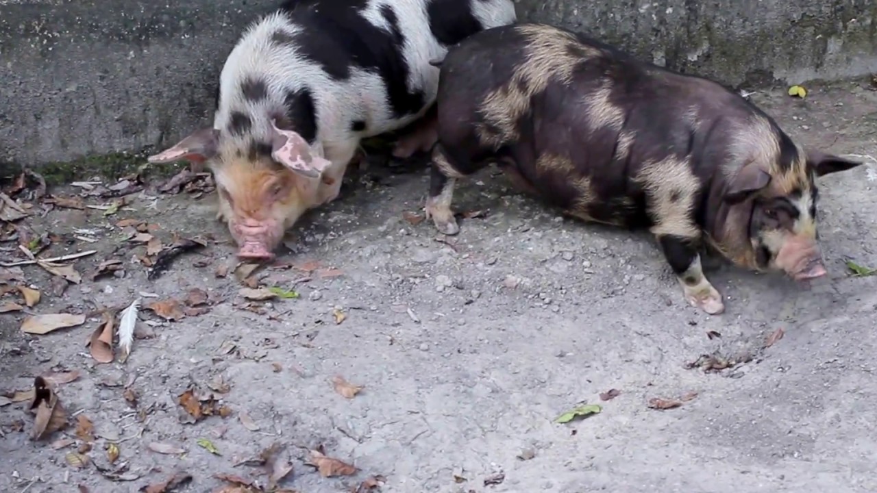Filhotes de Mini porco da Oinque Minipig