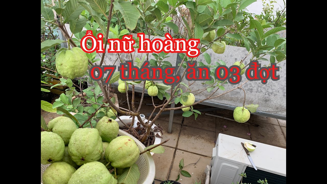 Cây Ổi Nữ Hoàng trồng chậu DÒM LÀ MÊ, trồng 7 tháng ăn 3 đợt trái | THÍCH TRỒNG CÂY TV