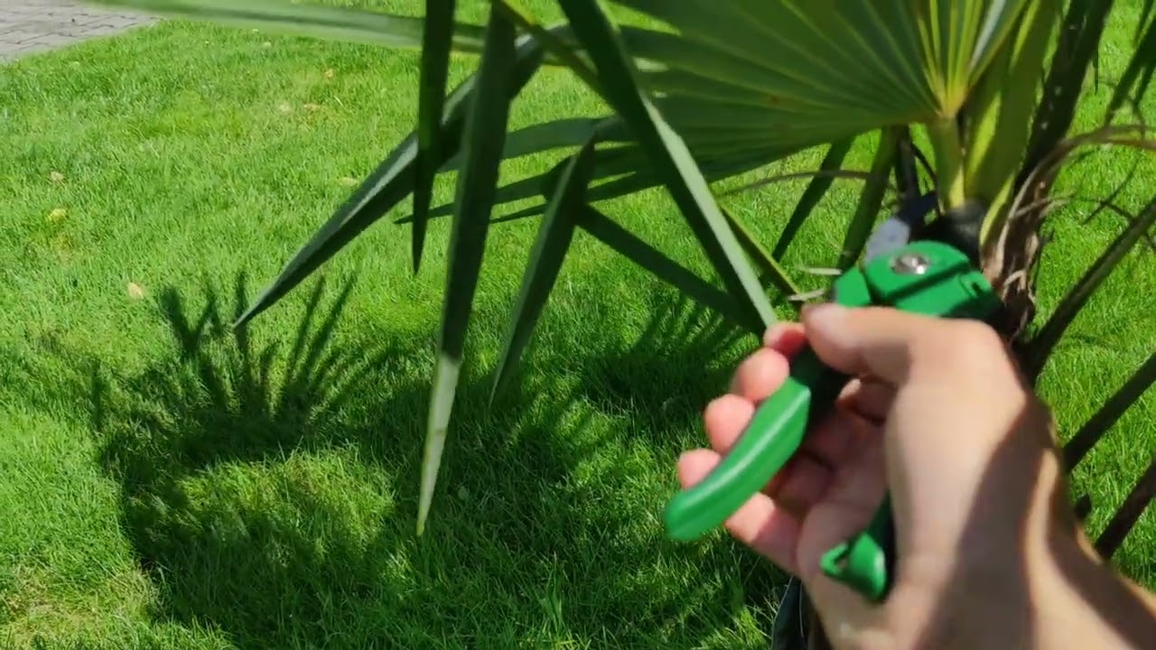 Czy palma 🌴Trachycarpus Fortunei naprawdę potrzebuje dużo światła☀️?