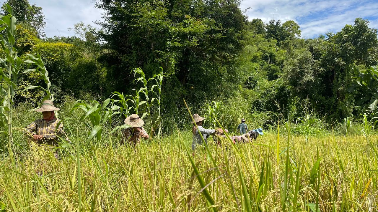 စပါးရိတ်နေပါပြီ စပါးမျိုးစေ့က ရွှေအား/ရံမွှေး ဖြစ်ပါတယ်🌾