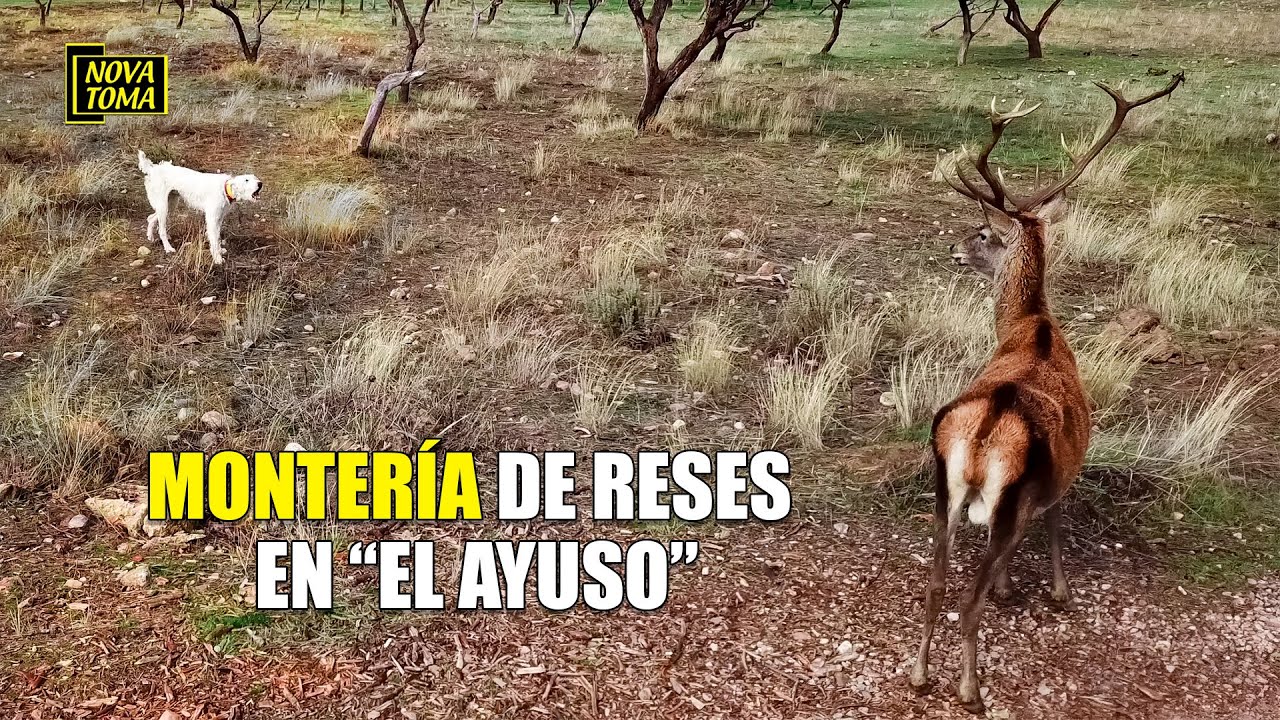 Monter&iacute;a en El Ayuso