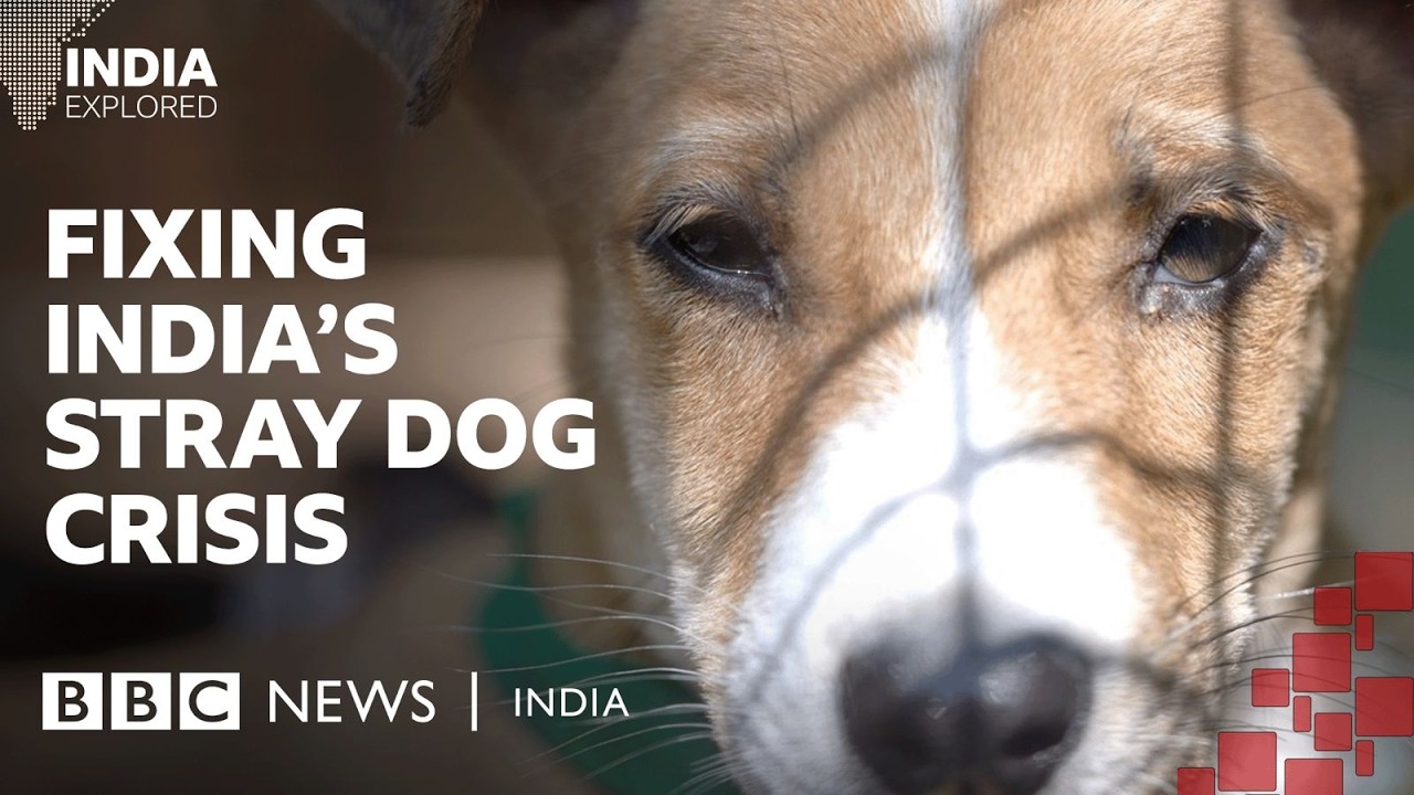 Inside India’s efforts to solve the stray dog crisis | BBC News India