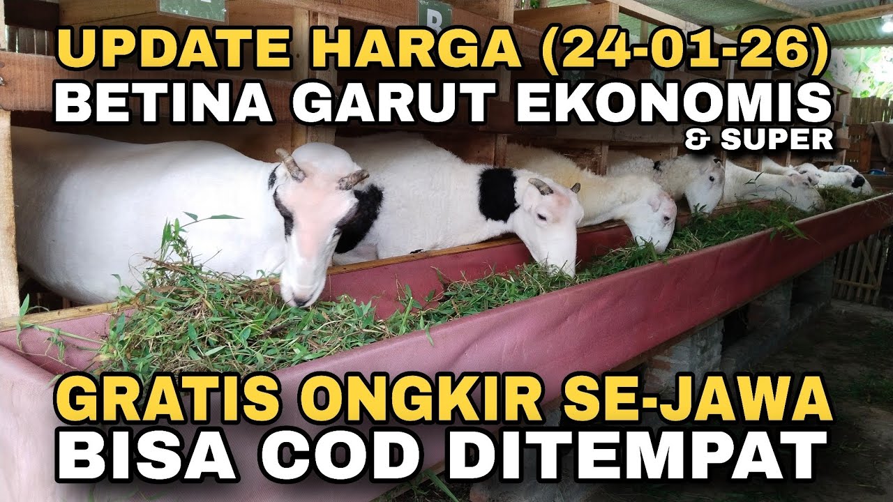 UPDATE HARGA BETINA GARUT EKONOMIS DAN SUPER, GRATIS ONGKIR SE-JAWA DAN BISA COD DITEMPAT