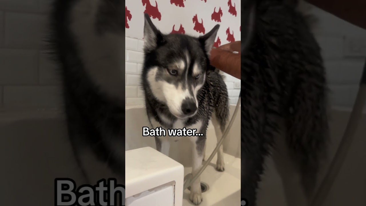 Husky vs Shark: The Ultimate Swimming Showdown