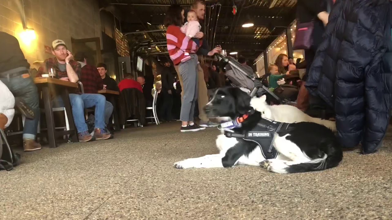 Extended Down  | Stabyhoun | Ruby | Cincinnati Dog Trainers Off Leash K9