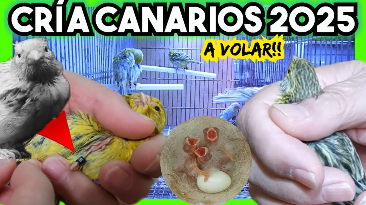 🪺🐦#8 Apuntando y SEPARANDO algunos POLLOS 2025