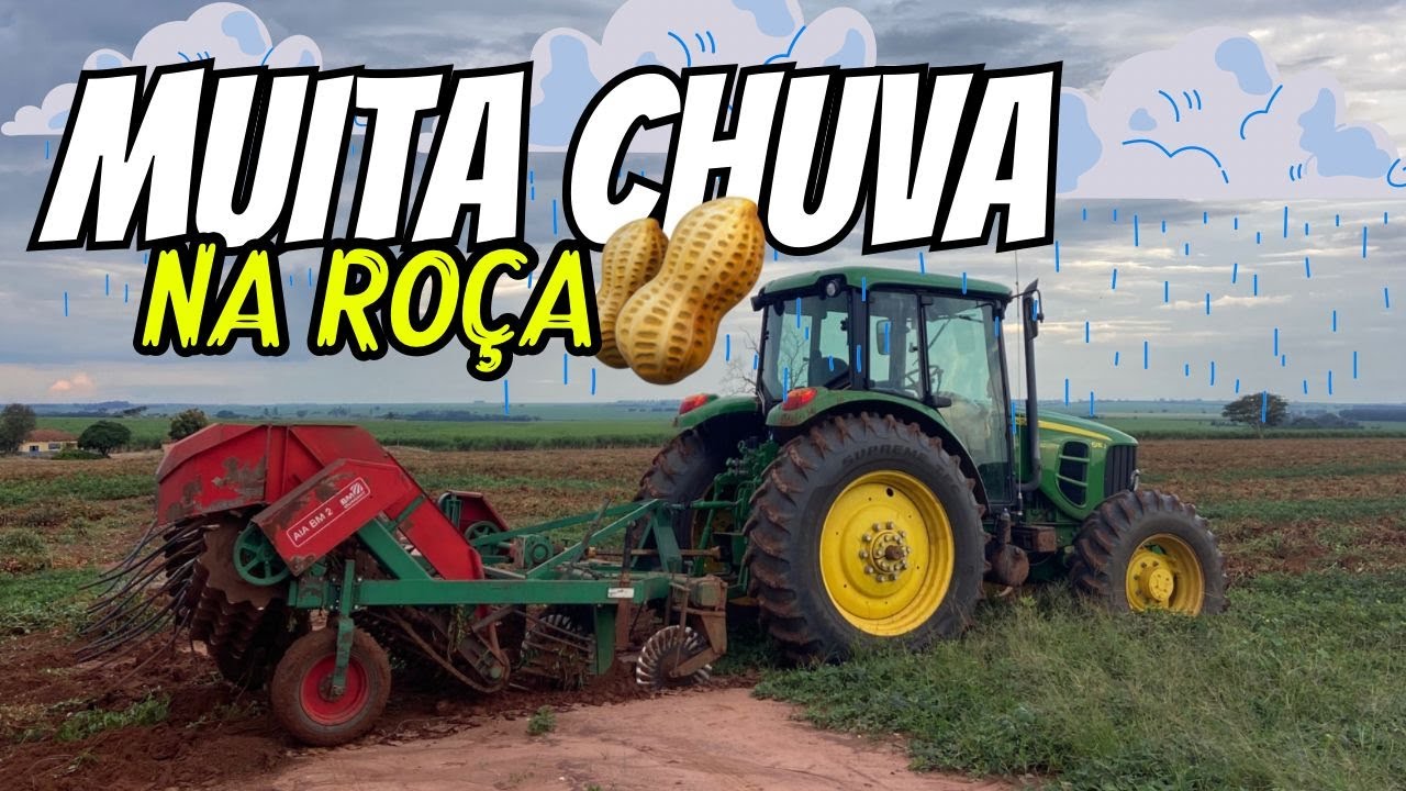 Muita chuva na roça de amendoim