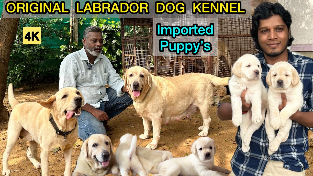 Labrador Puppy's | Imported Lab Puppies for Sales | Chennai Dog Kennel | Best English Labrador | 4K