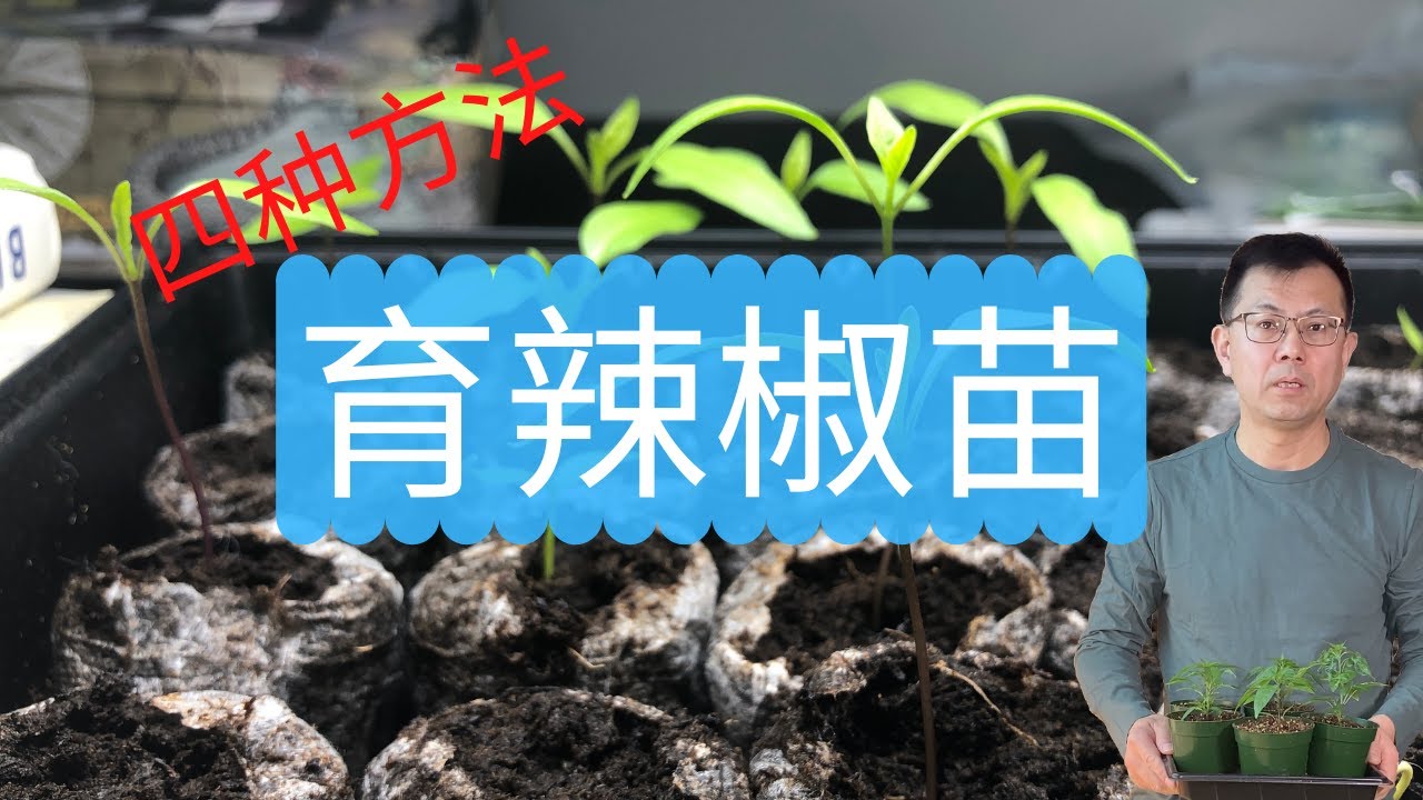 辣椒育苗的4种方法：你用的是哪一种呢？有好方法分享给大家哦。