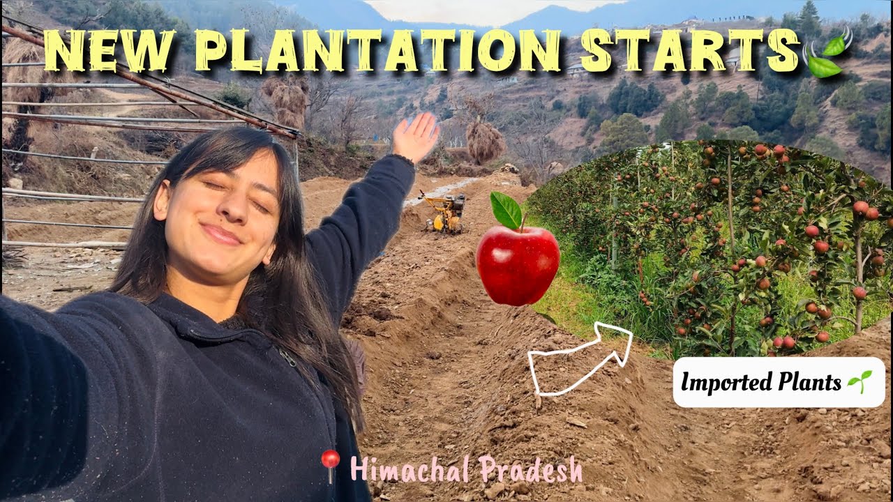 A Day In My Village🏠🌸|Apple plantation🍎