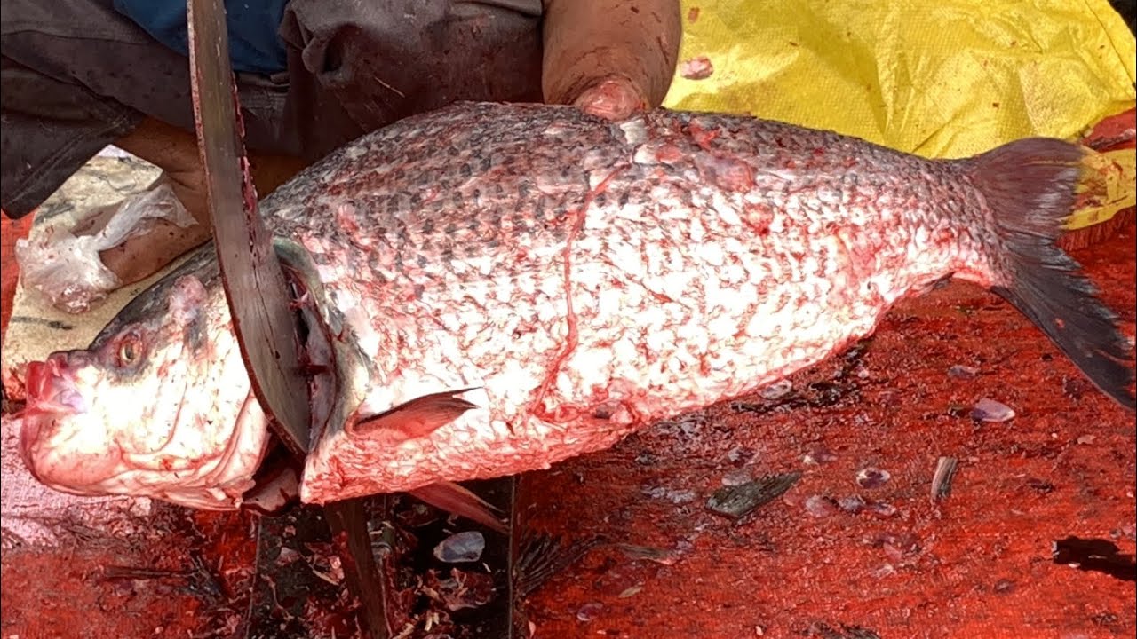 I never seen ll amazing big katla fish cutting live skills by expert fish cutter in Fishmarket 