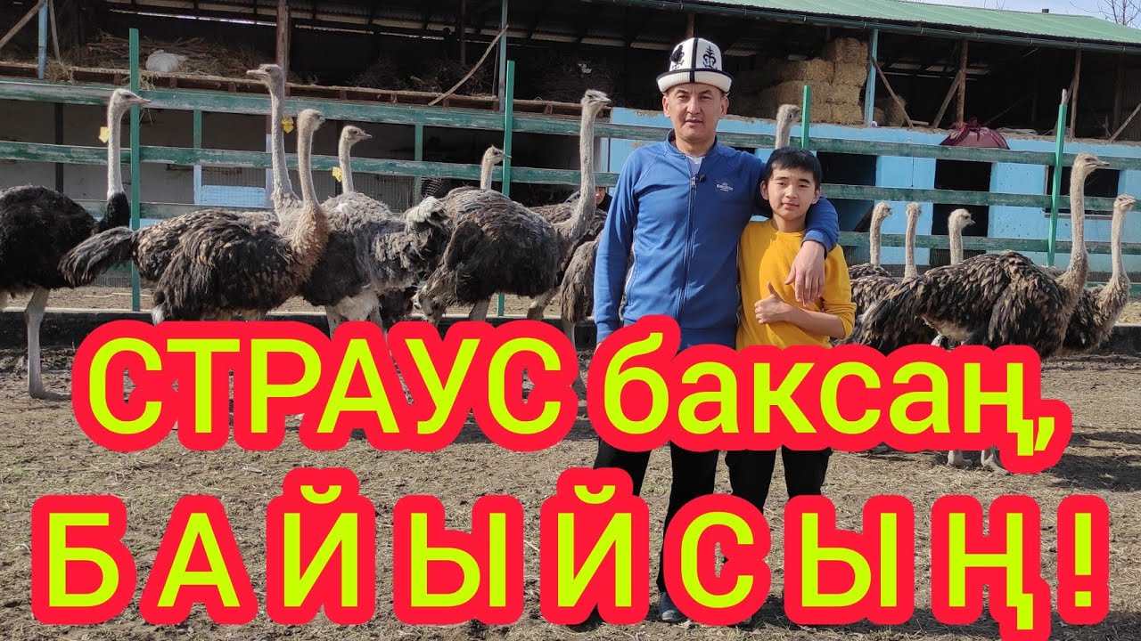 ТӨӨ КУШТАН чын эле УКМУШ пайда тапса болобу?  |  СТРАУС БИЗНЕС