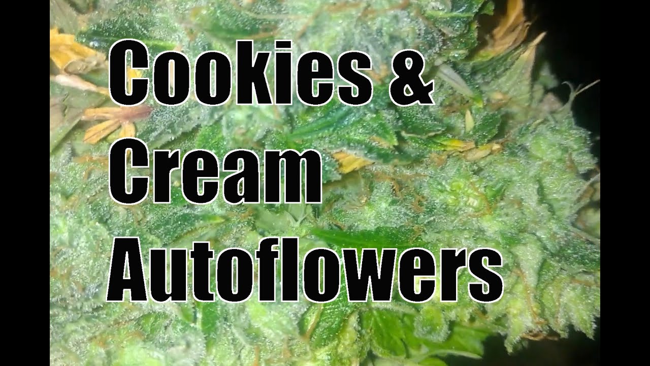 Cookies & Cream & Bruce Banner Autoflowers. Seed to Harvest