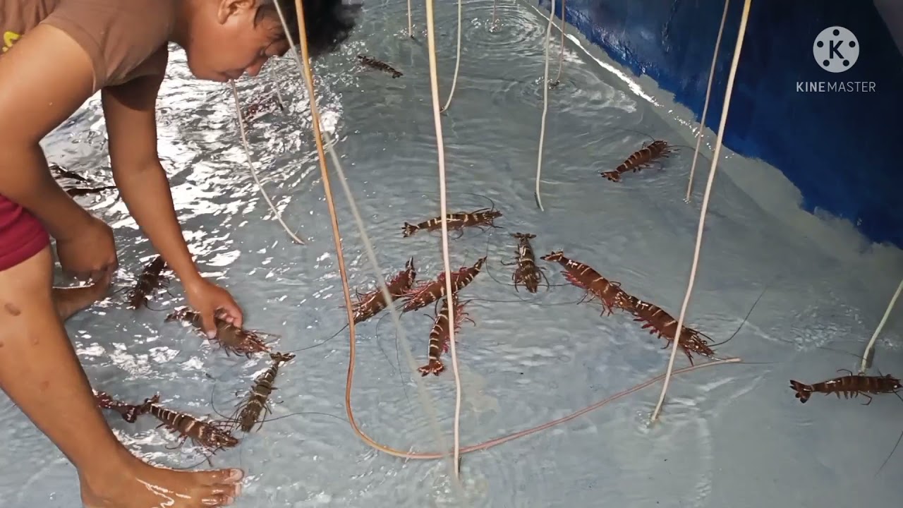Hatchery: Prawn culture