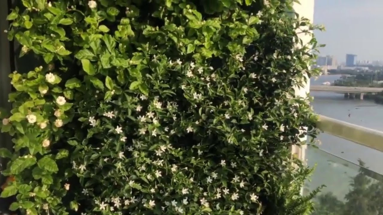 Minigarden Vertical on a balcony - Ho Chi Mihn city