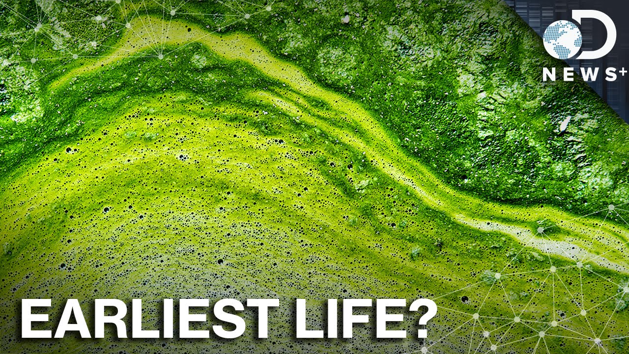 What The Crap Is Algae Anyway?
