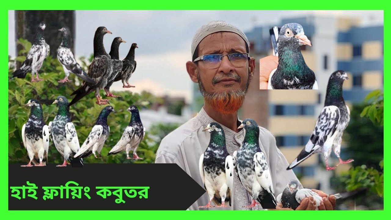 হাই ফ্লাইং কবুতর!!স্বল্পমূ‌ল্যে কবুতর #pigeon #highflying