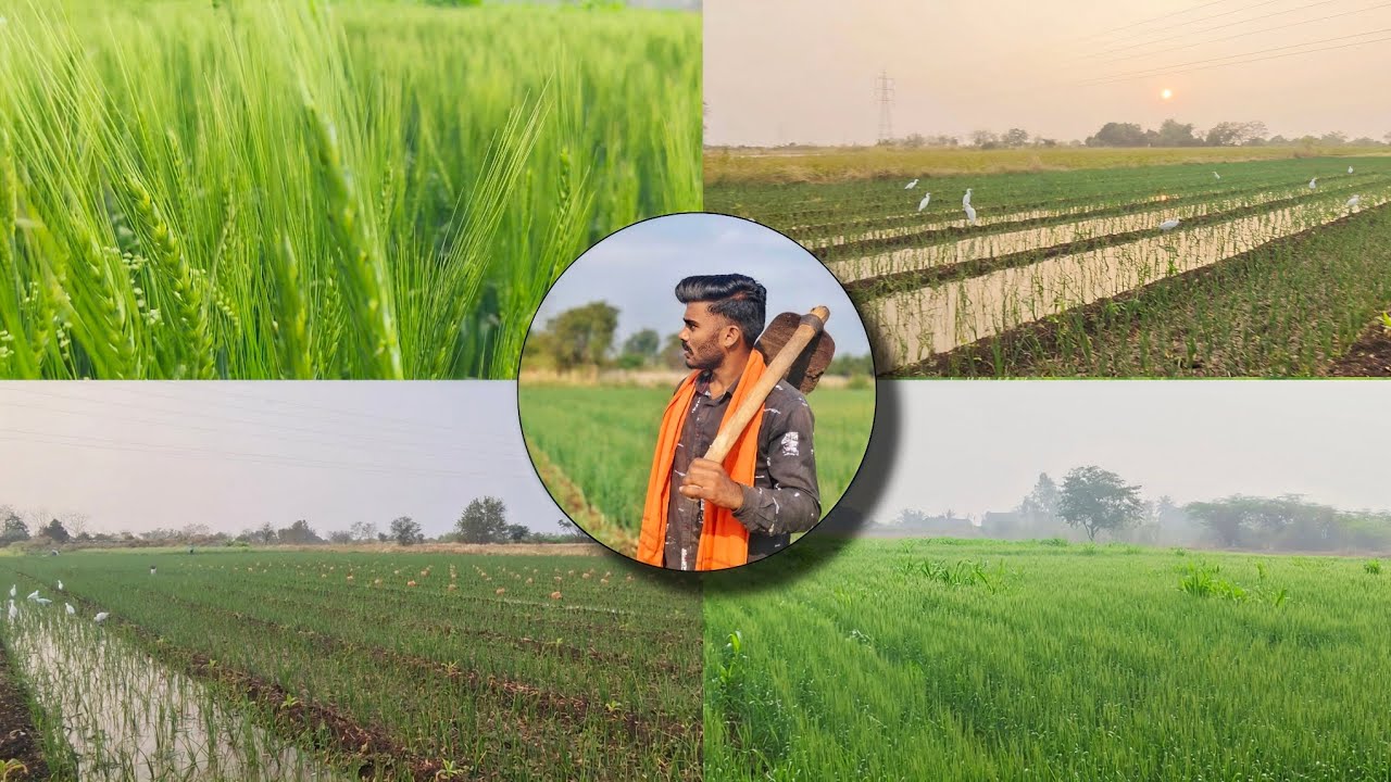 कधीकधी तुम्हाला हुशारीने काम करावे लागते 🤔 full-vlog @Piyushsawant-vlogs #farming #marathi #op #ps