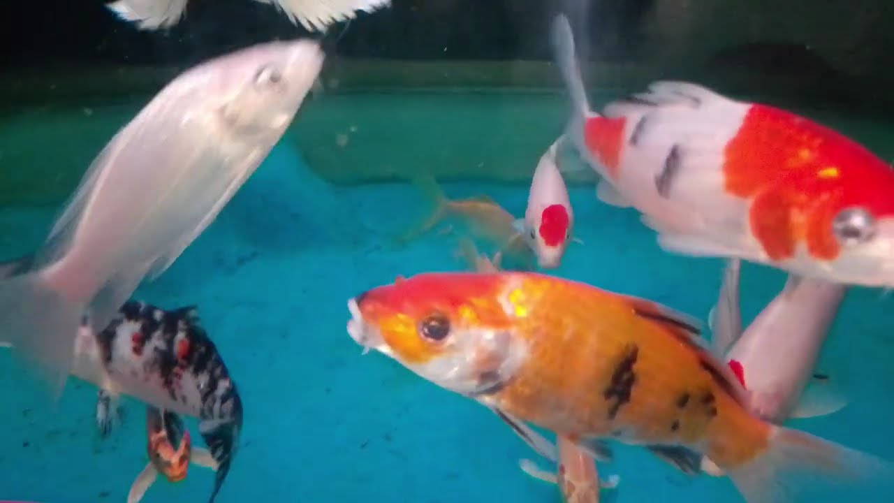 aquarium fish #relaxing #refreshing 